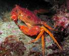 crabe nageur orange