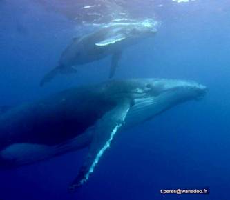 11-08-27 Baleine Boucan 047 W.JPG