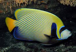 pomacanthus.jpg