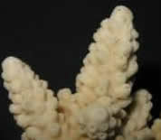 Acropora
