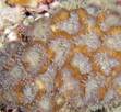 Polypes