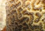 Polypes