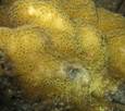Polypes