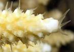 Polypes