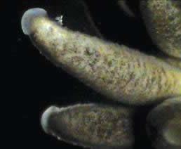 tentacules-2tif.jpg