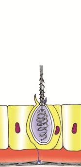 cnido32_copie.jpg