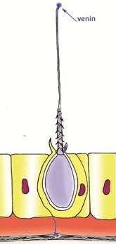 cnidoder_copie copie.jpg