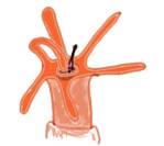 Capture du zooplancton par le polype