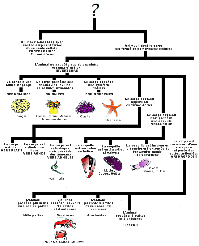 classification des êtres vivants: une clef (clé) de détermination des êtres  vivants du lagon