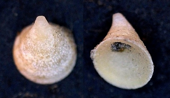 ca