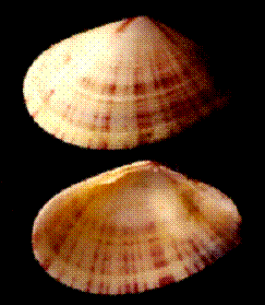 75