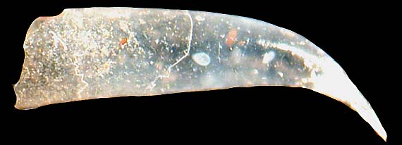 cavolinidae