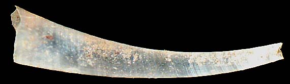 cavolinidae