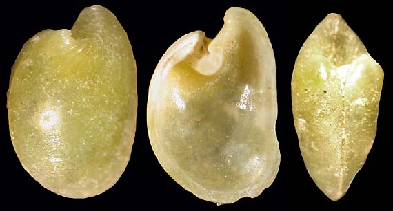 juliidae