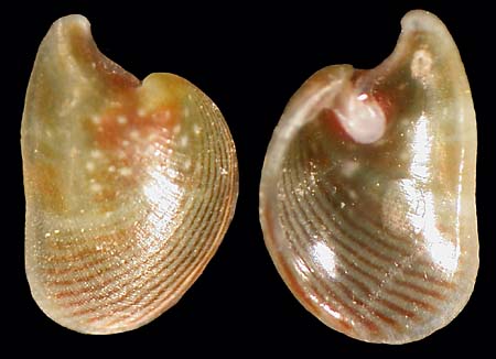 juliidae