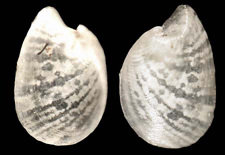 juliidae