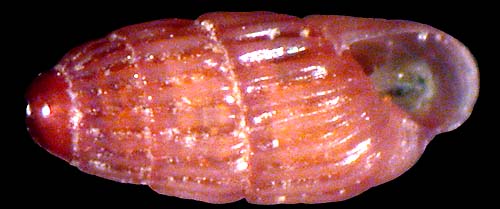 pyramidellidae