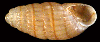 pyramidellidae
