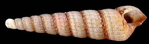pyramidellidae