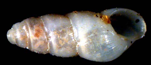 pyramidellidae
