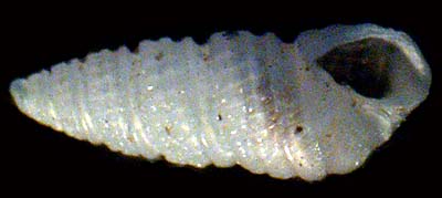 pyramidellidae
