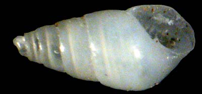 pyramellidae