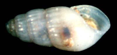 pyramidellidae