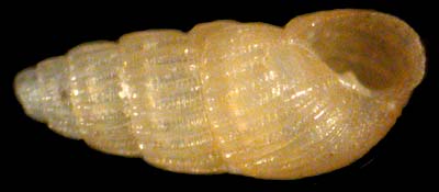 pyramidellidae