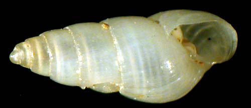 pyramellidae