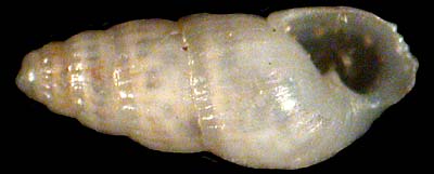 pyramidellidae