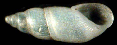 pyramellidae