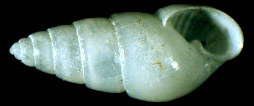 pyramellidae