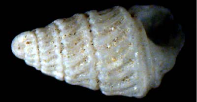 pyramidellidae