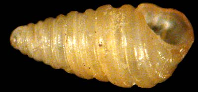 pyramellidae