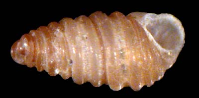 pyramellidae