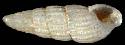 pyramidellidae