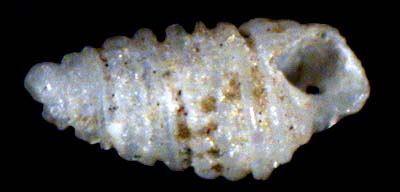 pyramidellidae