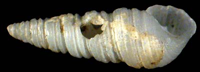 pyramellidae