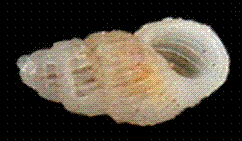 pyramidellidae
