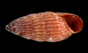 pyramidellidae