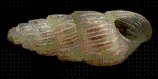pyramidellidae