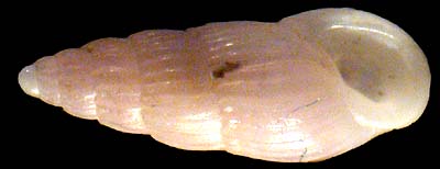 pyramidellidae