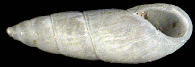 pyramellidae
