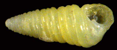 pyramellidae