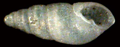 pyramidellidae