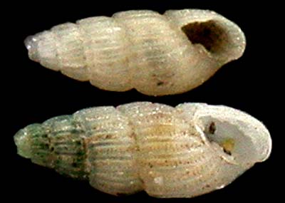pyramidellidae
