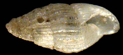 pyramidellidae