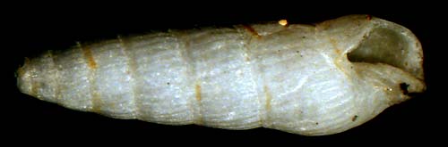 pyramidellidae