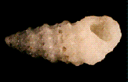 pyramidellidae
