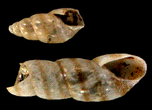 pyramellidae